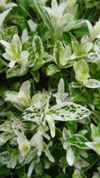 Euonymus Fortunei Harlequin, known as Spindle Harlequin for sale UK