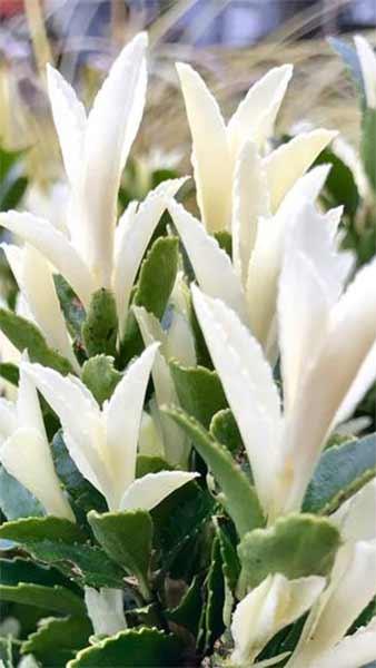 Euonymus Japonicus Paloma Blanca is also known as White Candle Euonymus. Beautiful variegated leaves and upright form make this a popular shrub, buy UK.