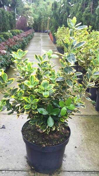 Euonymus Japonicus Marieke, buy online with UK delivery from our London nursery