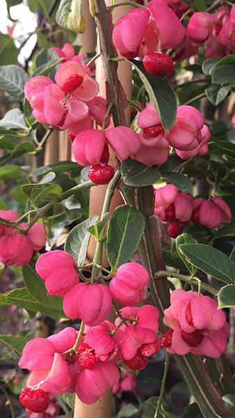 Euonymus Phellomanus Spindle Trees are such pretty small trees perfect specimens for a smaller garden, these are standard clear stem trees.