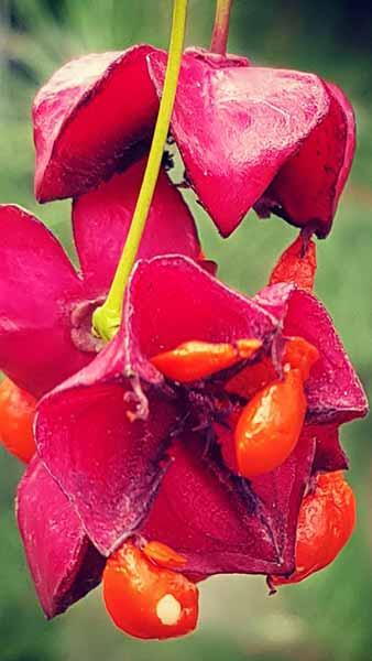 Euonymus Planipes or Flat Stalked Spindle Tree, a handsome deciduous shrub or small tree very colourful in autumn with the red fruits, orange seeds & red leaves