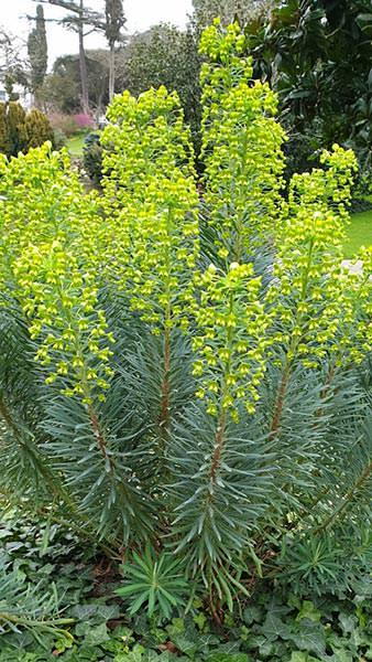 Euphorbia Characias Wulfenii for Sale Online