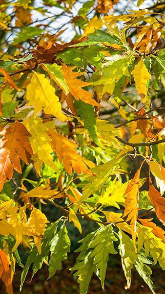 Fagus Sylvatica Asplenifolia Fern Leaved Beech Tree for sale online with UK delivery.