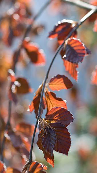 Fagus Sylvatica Black Swan Beech Tree, a weeping beech with deeply pendulous branches and striking deep purple glossy foliage 