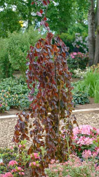 Fagus Sylvatica Purple Fountain Beech Purple Fountain, a beautiful elegant deciduous beech tree with a tall narrowly upright habit, weeping branches and striking purple leaves. 