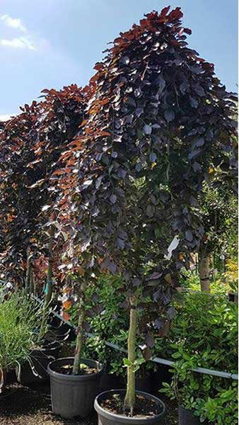 Fagus Sylvatica Purpurea Pendula or Weeping Purple Beech trees to buy online UK