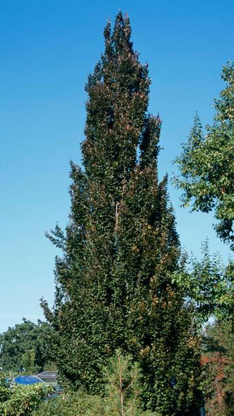 Fagus Sylvatica Rohan Obelisk Beech, a variety of beech with narrow vertical habit. Beautiful red purple crinkled leaves &  plum colour new foliage