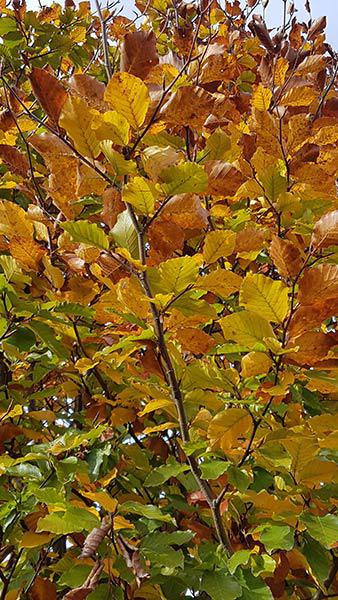 Fagus Sylvatica or Common Beech Hedging for sale Online UK