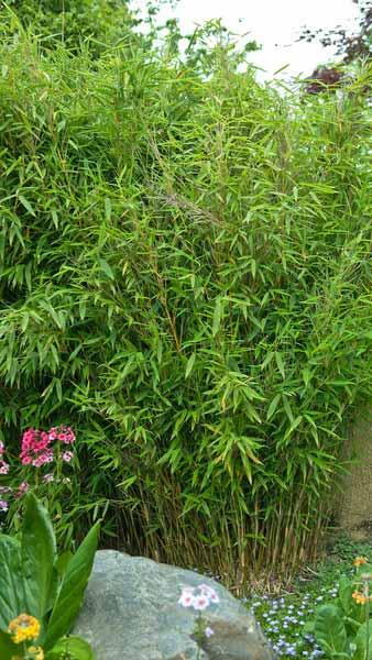 Fargesia Robusta Formidable Fountain Bamboo