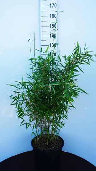 Fargesia Murielae Dino Bamboo for Evergreen Screening