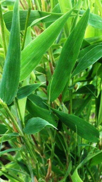 Fargesia Murielae Bamboo or Umbrella Bamboo to buy online from our London plant centre, UK