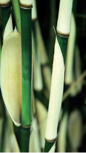 Fargesia Robusta Pingwu is also known as Fargesia Pingwu Bamboo, huge selection of bamboos for sale with UK delivery.