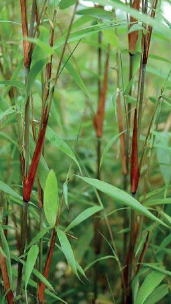 Fargesia Asian Wonder Bamboo is also known as Umbrella Bamboo Asian Wonder, part of our huge collection of Bamboos for sale UK delivery.