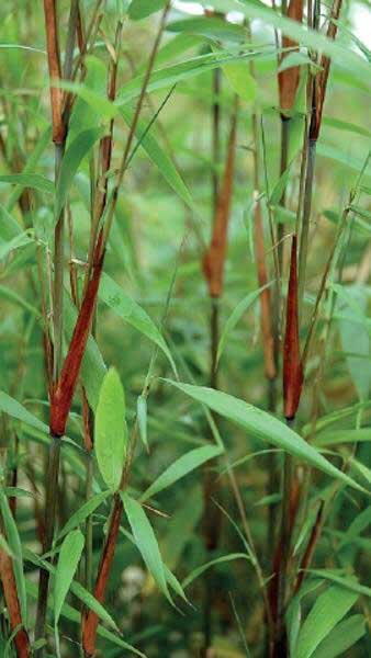 Fargesia scabrida