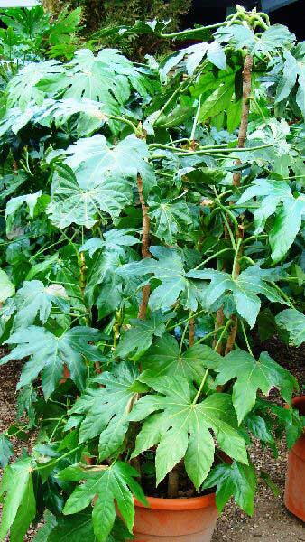 Fatsia Japonica Hardy shrub, London, Paramount Plants and Gardens UK - for sale at our London garden centre & online.