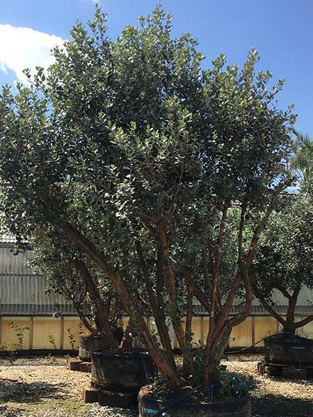 Our mature Feijoa Sellowiana trees are trained as multi-stemmed trees. These unique trees are 50 years old - specimen trees for instant impact buy UK