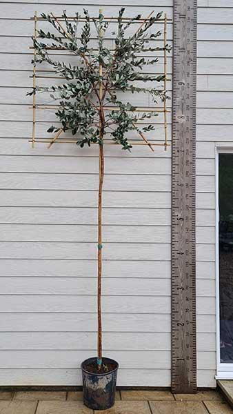 Pleached Feijoa Sellowiana Trees (Pineapple Guava Trees in Pleached form)