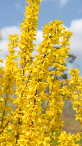  Forsythia Intermedia Gold Rausch. Forsythia Goldrush buy online UK delivery, we also deliver to the Republic of Ireland.