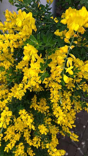 Genista Lydia is also known as Lydian Broom a Yellow Flowering Ground Cover plant - buy UK delivery.