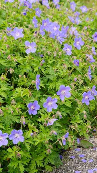 Geranium Johnson’s Blue or Cranesbill Johnsons Blue