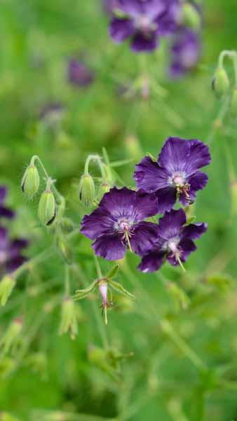 Geranium Phaeum Dusky Cranesbill Flowering Perennial