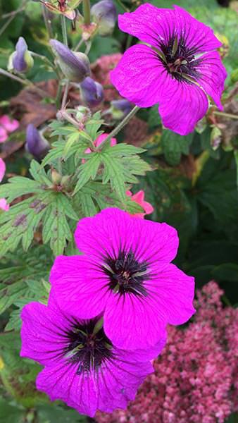Geranium Psilostemon Dragon Heart plants for sale, large collection of perennials to buy online, UK delivery