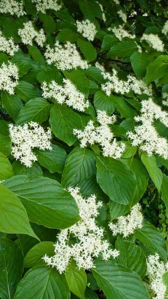 Cornus Controversa Giant Dogwood Tree