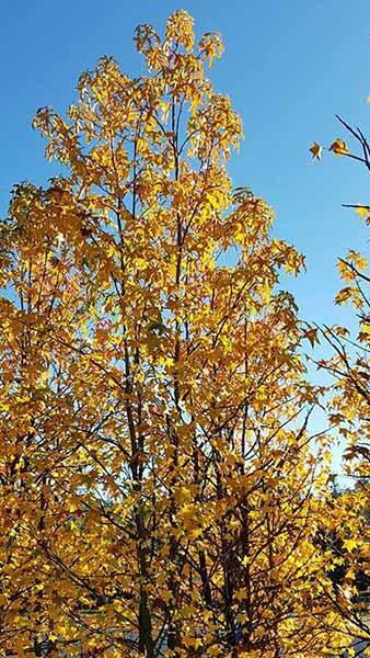 Ginkgo Biloba Colonnare Maris Maidenhair Tree