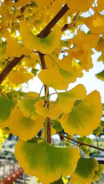 Ginkgo Biloba trees are also commonly known as Maidenhair trees because of their delicate leaves, a beautiful tree especially with autumn colours, buy UK.