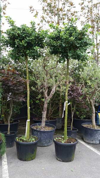 Ginkgo Biloba Mariken as full standard Trees, UK