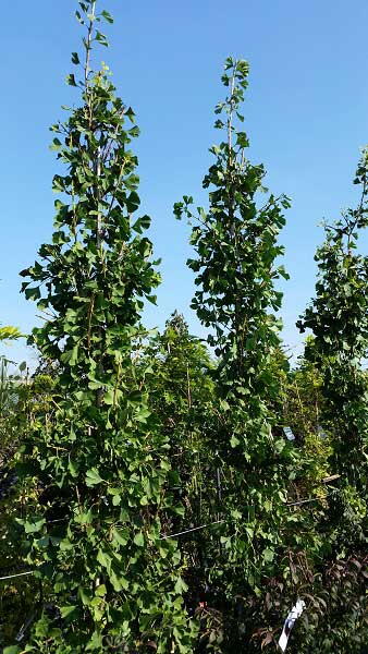 Ginkgo Biloba Tit. Ginkgo Biloba Chi Chi Trees for Sale UK