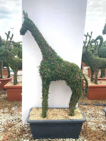 Giraffe topiary tree, unique trained trees in the shape of a giraffe for sale U