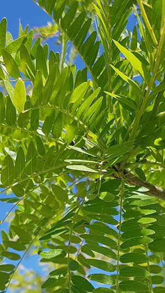 Gleditsia Triacanthos Skyline Honey Locust, an upright crown & pyramidal habit,