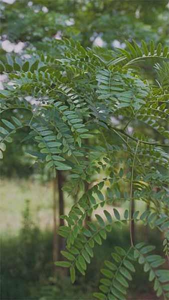 Buy Gleditsia Triancanthos or Honey Locust tree, a fast growing deciduous tree, with delicate fern shaped leaves, we deliver throughout the UK. 