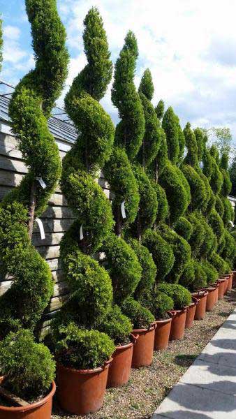 Cupressus Goldcrest Topiary Spirals also known as Lemon Cypress or Goldcrest Wilma, for sale from Paramount nursery UK