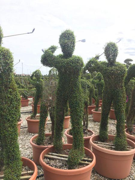 Golfer topiary, trained from Ligustrum Jonandrum evergreen small leaf tree. We specialise in Topiary at our London plant centre, buy online UK delivery.