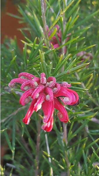 Grevillea Juniperina (Prickly Spider Flower), evergreen shrub with exotic red flowers in summer