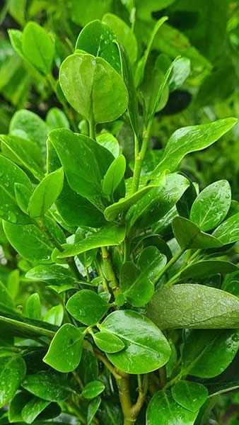 Griselinia Green Horizon also known as New Zealand Privet Green Horizon, buy online UK