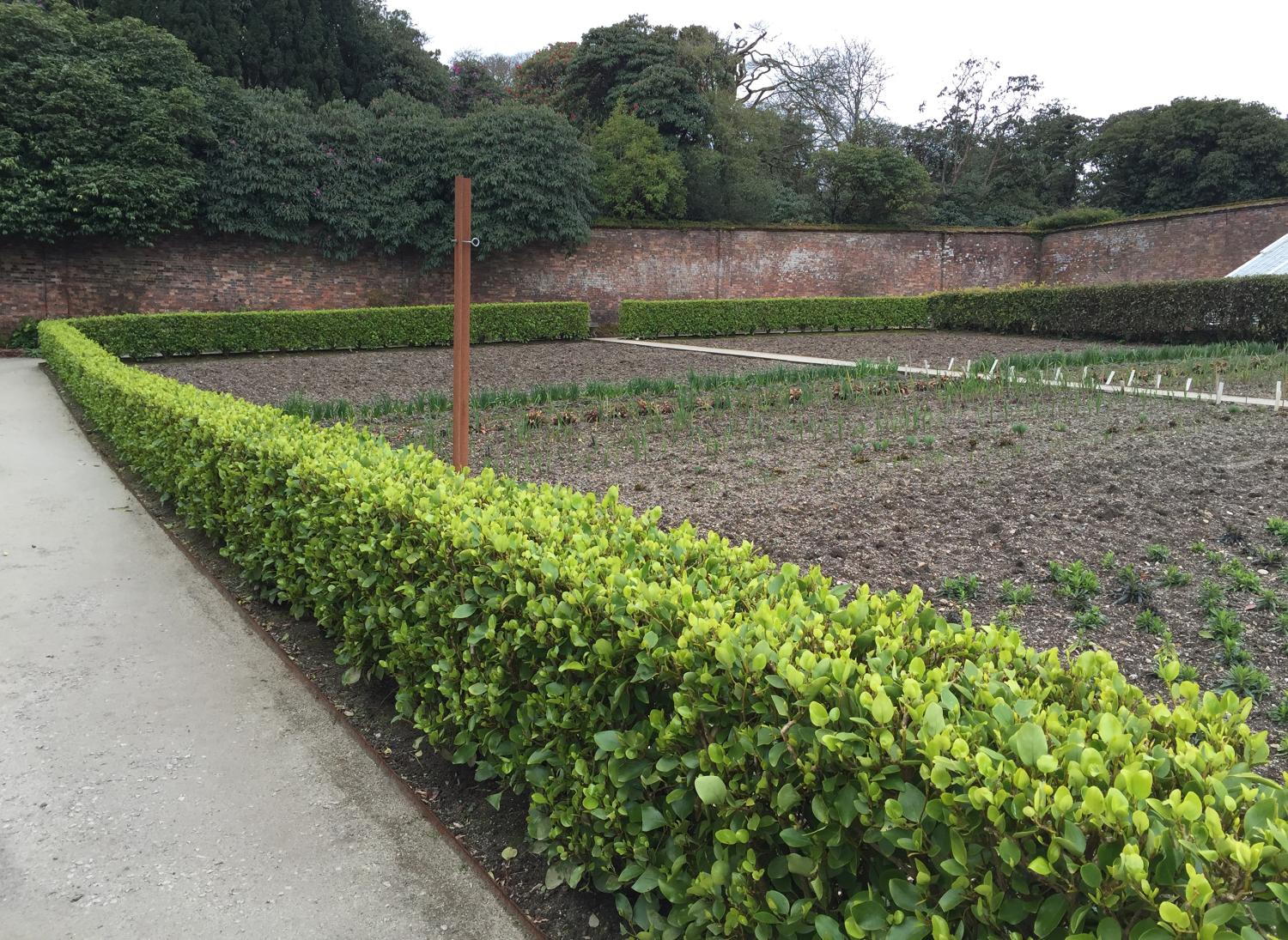 Hedge Plants Browse Our Garden Hedges Architectural Plants Hedge Plants Browse Our Garden Hedges Architectural Plants