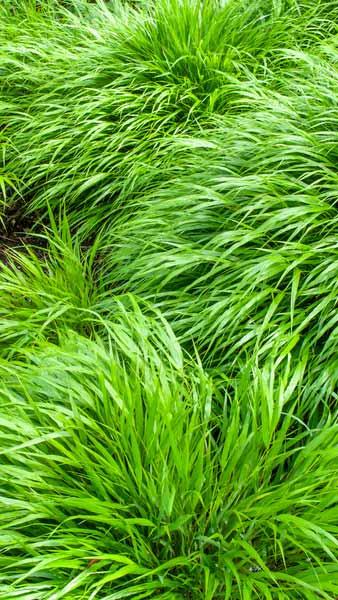 Hakonechloa Macra Japanese Forest Grass Hakone grass