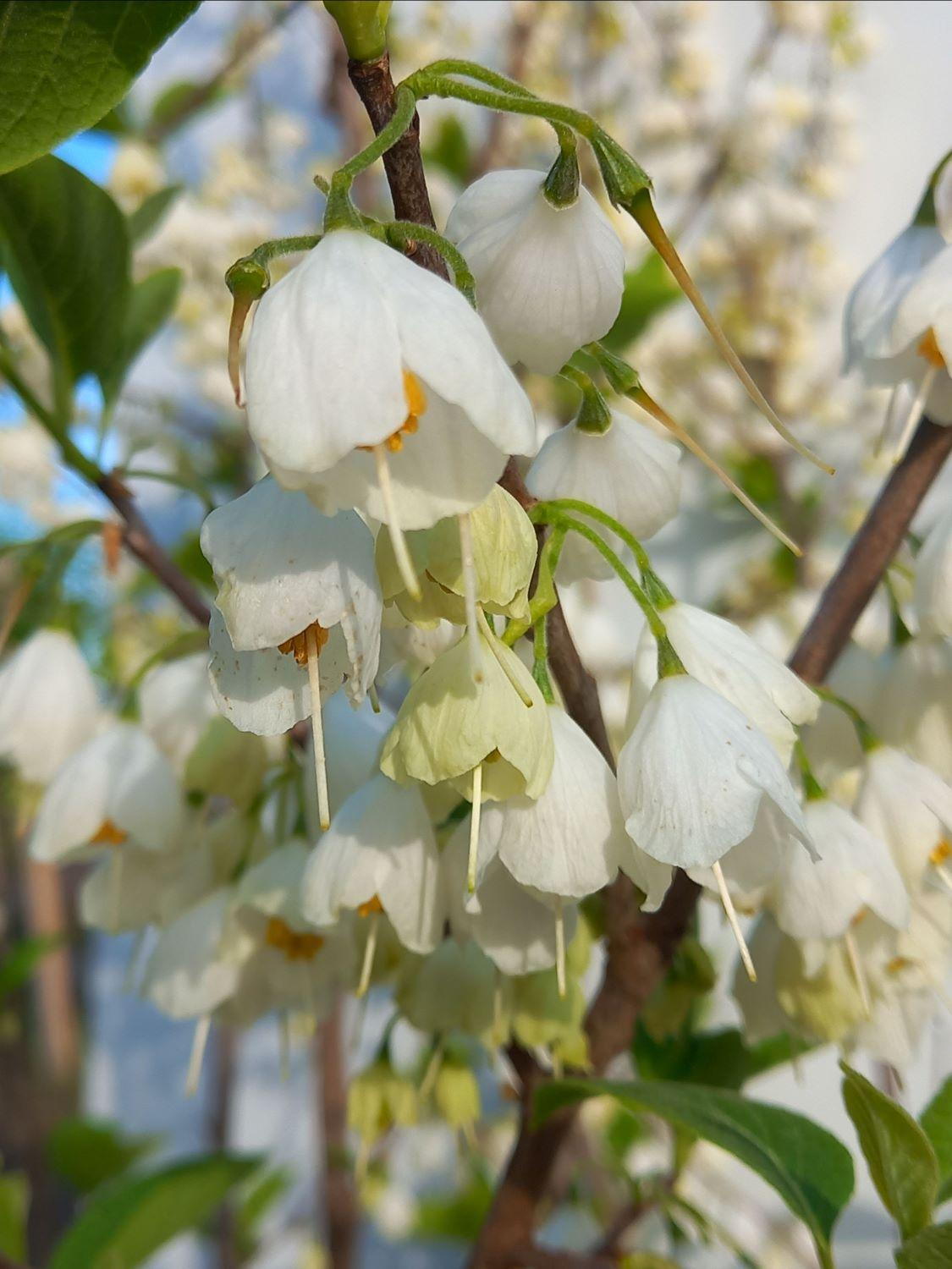 Halesia Carolina For Sale Carolina Silverbell Buy Online UK halesia-carolina-for-sale-carolina-silverbell-buy-online-uk