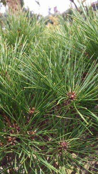 Pinus Densiflora Alice Verkade, Japanese Red Pine, Pines and Shrubs, UK