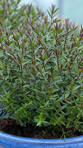 Hebe Champagne Shrubby Veronica Champagne, neat growing shrub for Sale Online UK