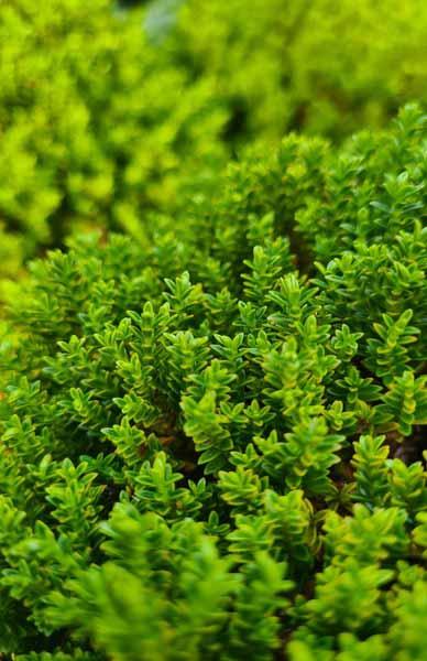Hebe Green Globe or Shrubby Veronica Green Globe to buy online with UK delivery