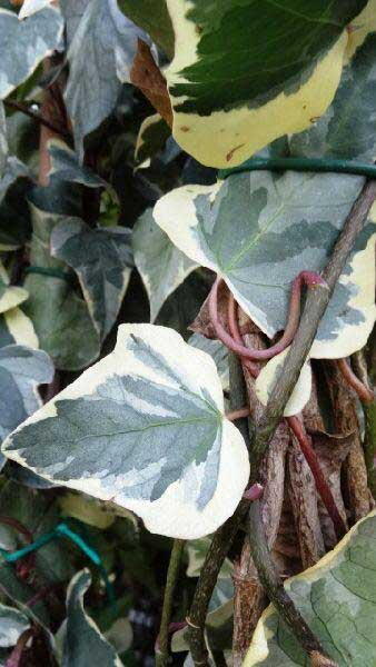 Hedera Gloire De Marengo Ivy - Buy Mature Climbers online