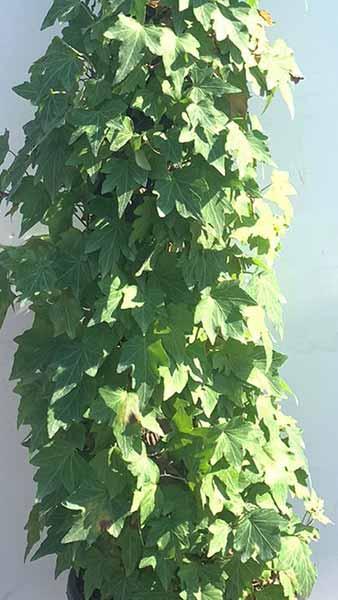 Hedera Helix Sagittifolia Ivy