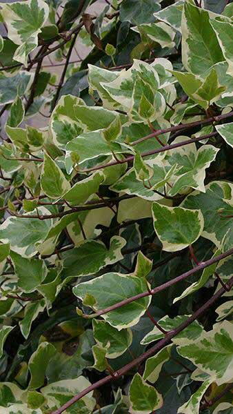 Hedera Helix Marginata Elegantissima is a variegated Ivy Evergreen Climber, buy online with UK delivery