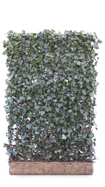 Outdoor Ivy Privacy Screens