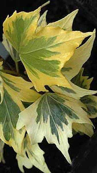 Hedera Helix Yellow Ripple Ivy, slow growing evergreen with small variegated foliage