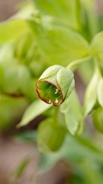 Helleborus Foetidus. Christmas Rose. Hellebores to buy online UK delivery.